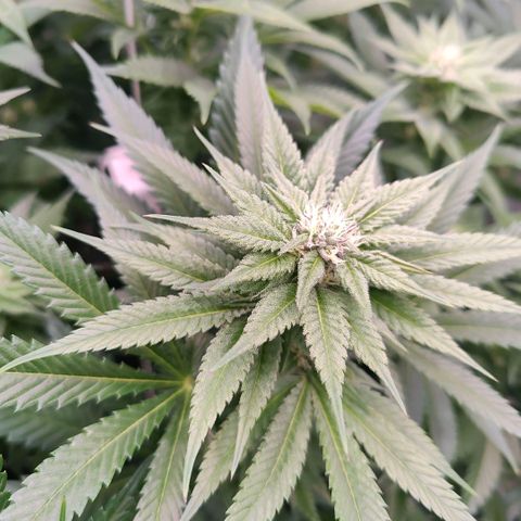 Lemon Orange Greenhouse Seeds growlog timeline photo