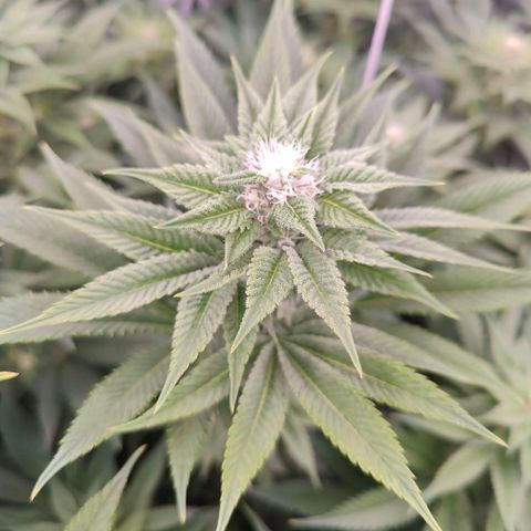 Lemon Orange Greenhouse Seeds growlog timeline photo