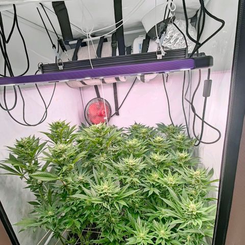 Lemon Orange Greenhouse Seeds growlog timeline photo