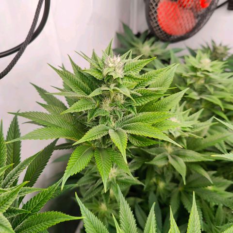Lemon Orange Greenhouse Seeds growlog timeline photo
