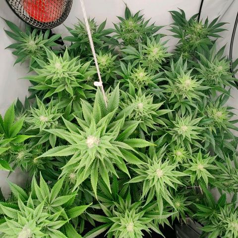 Lemon Orange Greenhouse Seeds growlog timeline photo