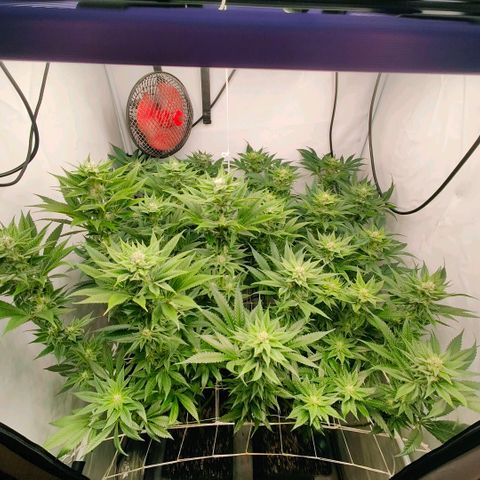 Lemon Orange Greenhouse Seeds growlog timeline photo