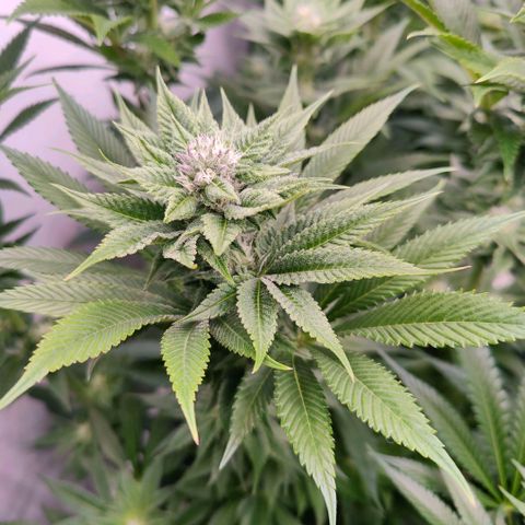 Lemon Orange Greenhouse Seeds growlog timeline photo
