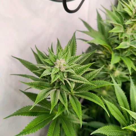 Lemon Orange Greenhouse Seeds growlog timeline photo