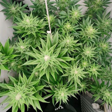 Lemon Orange Greenhouse Seeds growlog timeline photo