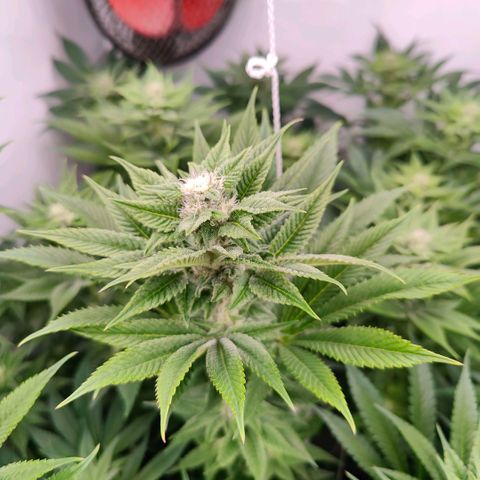 Lemon Orange Greenhouse Seeds growlog timeline photo