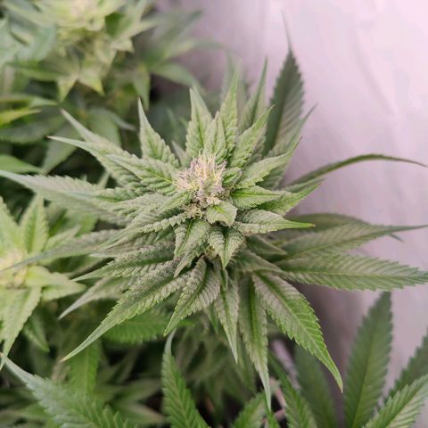 Lemon Orange Greenhouse Seeds growlog timeline photo