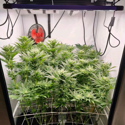 Lemon Orange Greenhouse Seeds growlog timeline photo