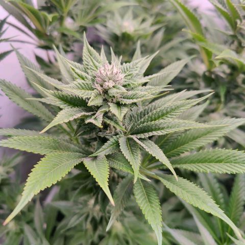 Lemon Orange Greenhouse Seeds growlog timeline photo