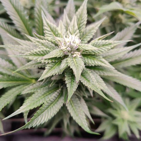 Lemon Orange Greenhouse Seeds growlog timeline photo