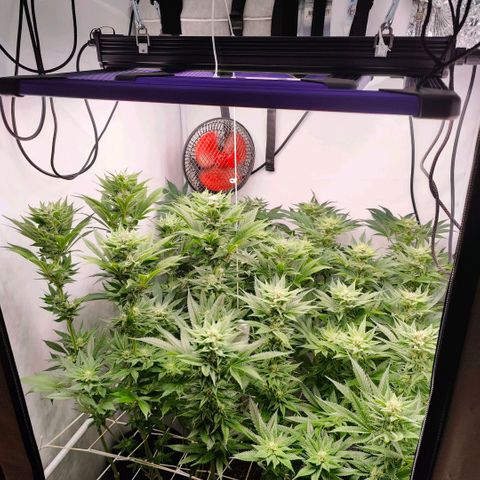 Lemon Orange Greenhouse Seeds growlog timeline photo