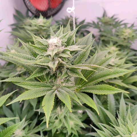 Lemon Orange Greenhouse Seeds growlog timeline photo