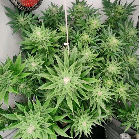 Lemon Orange Greenhouse Seeds growlog timeline photo