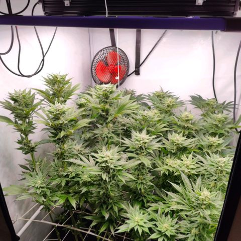 Lemon Orange Greenhouse Seeds growlog timeline photo
