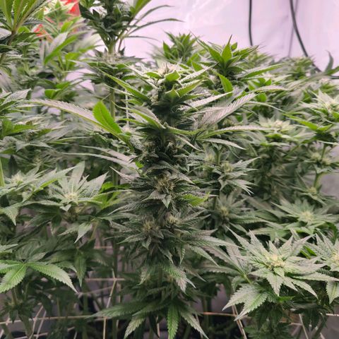 Lemon Orange Greenhouse Seeds growlog timeline photo