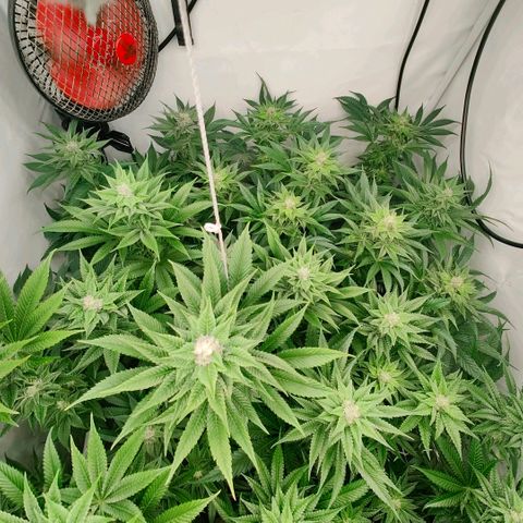 Lemon Orange Greenhouse Seeds growlog timeline photo