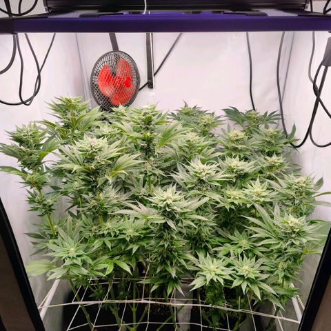 Lemon Orange Greenhouse Seeds growlog timeline photo
