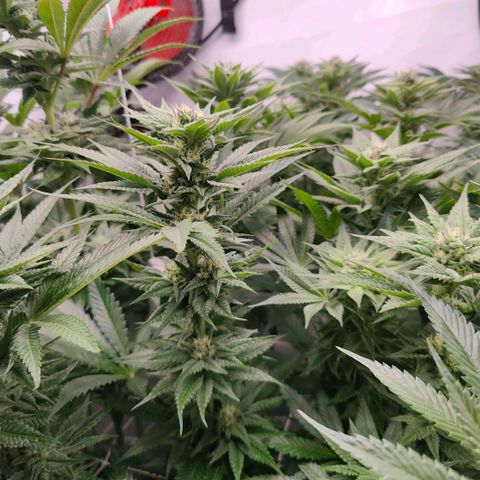 Lemon Orange Greenhouse Seeds growlog timeline photo