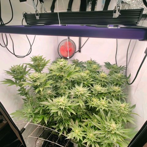 Lemon Orange Greenhouse Seeds growlog timeline photo