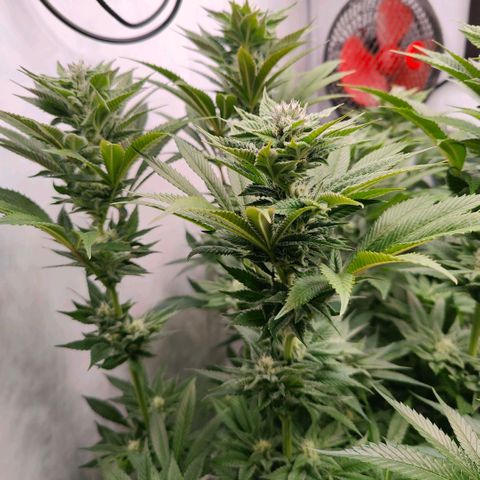 Lemon Orange Greenhouse Seeds growlog timeline photo