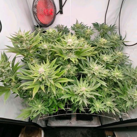Lemon Orange Greenhouse Seeds growlog timeline photo