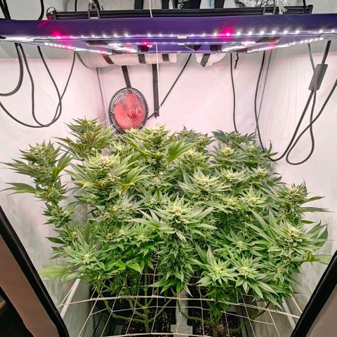 Lemon Orange Greenhouse Seeds growlog timeline photo