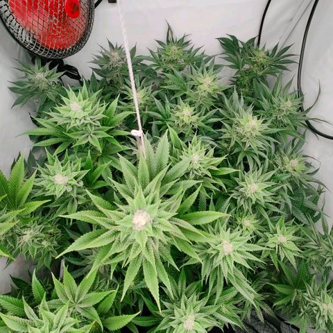 Lemon Orange Greenhouse Seeds growlog timeline photo