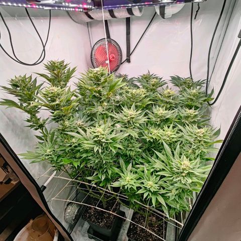 Lemon Orange Greenhouse Seeds growlog timeline photo