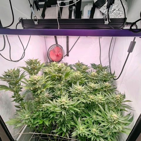 Lemon Orange Greenhouse Seeds growlog timeline photo