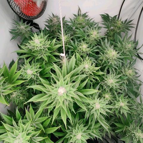 Lemon Orange Greenhouse Seeds growlog timeline photo