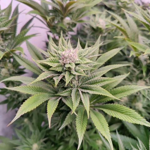 Lemon Orange Greenhouse Seeds growlog timeline photo