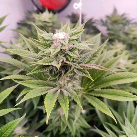 Lemon Orange Greenhouse Seeds growlog timeline photo