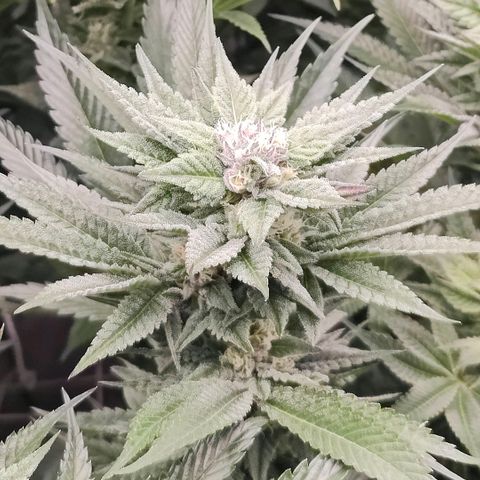 Lemon Orange Greenhouse Seeds growlog timeline photo