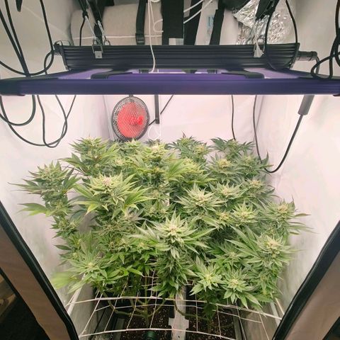 Lemon Orange Greenhouse Seeds growlog timeline photo