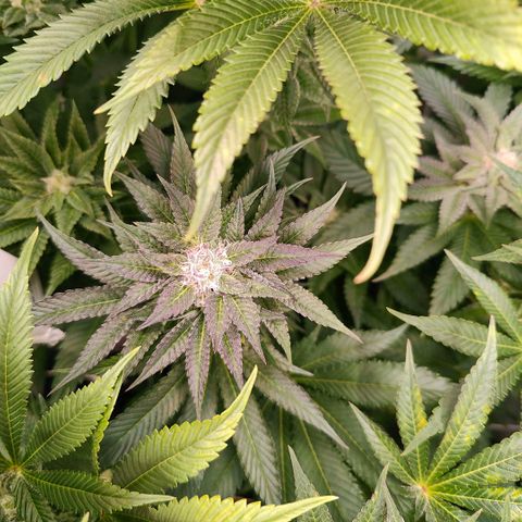 Lemon Orange Greenhouse Seeds growlog timeline photo