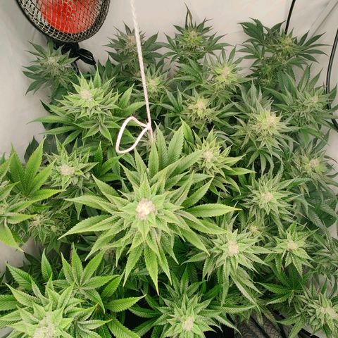 Lemon Orange Greenhouse Seeds growlog timeline photo