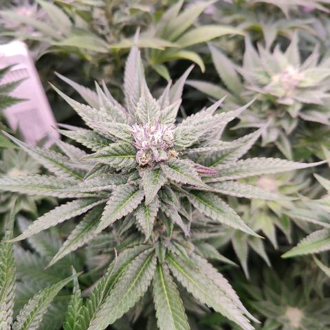 Lemon Orange Greenhouse Seeds growlog timeline photo