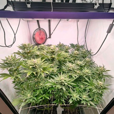 Lemon Orange Greenhouse Seeds growlog timeline photo