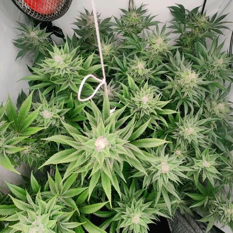 Lemon Orange Greenhouse Seeds growlog timeline photo