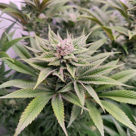 Lemon Orange Greenhouse Seeds growlog timeline photo