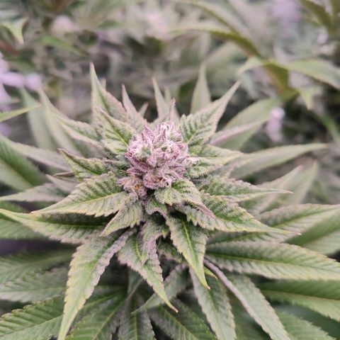 Lemon Orange Greenhouse Seeds growlog timeline photo