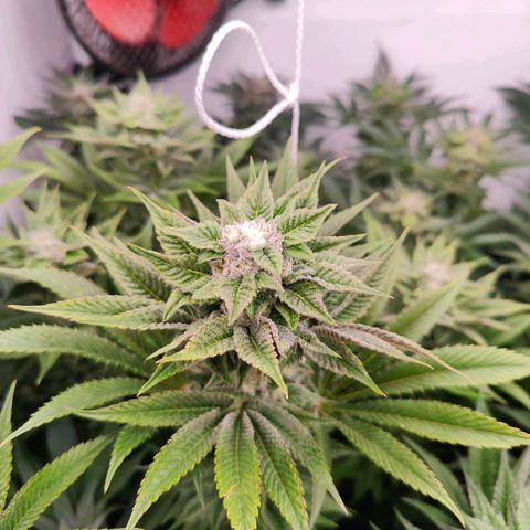Lemon Orange Greenhouse Seeds growlog timeline photo