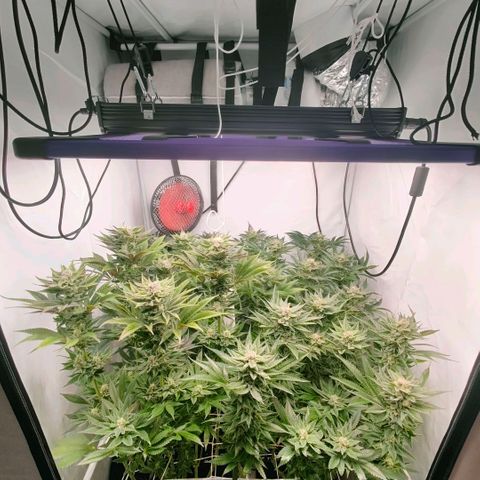Lemon Orange Greenhouse Seeds growlog timeline photo