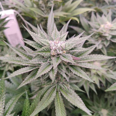Lemon Orange Greenhouse Seeds growlog timeline photo