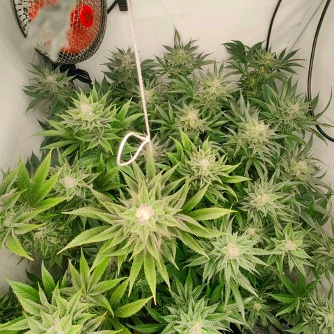 Lemon Orange Greenhouse Seeds growlog timeline photo