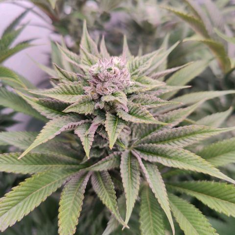 Lemon Orange Greenhouse Seeds growlog timeline photo