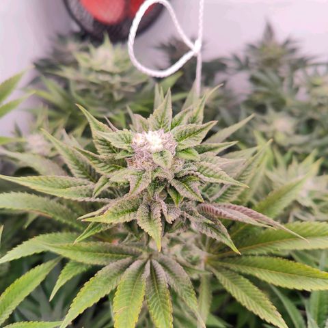 Lemon Orange Greenhouse Seeds growlog timeline photo