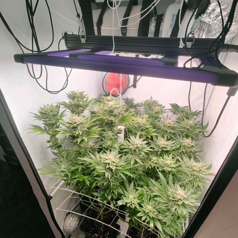 Lemon Orange Greenhouse Seeds growlog timeline photo