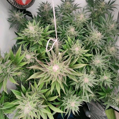 Lemon Orange Greenhouse Seeds growlog timeline photo