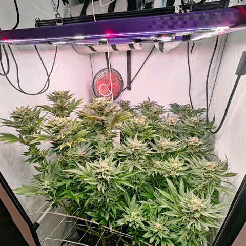 Lemon Orange Greenhouse Seeds growlog timeline photo